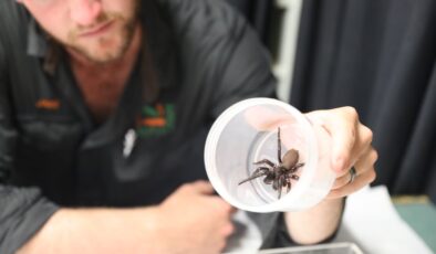 BU ARALAR AYAKKABINIZI GİYERKEN DİKKAT! Öldürmeyin bize getirin çağrısı