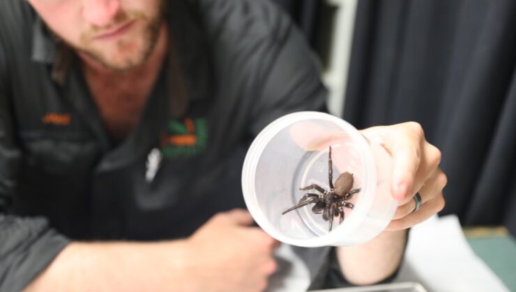 BU ARALAR AYAKKABINIZI GİYERKEN DİKKAT! Öldürmeyin bize getirin çağrısı