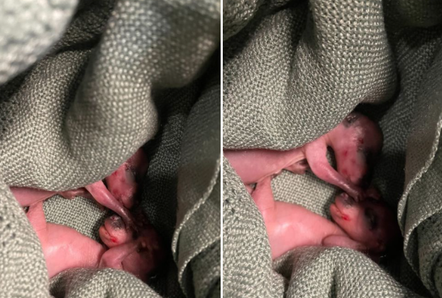 Melbourne Polis Karakoluna yaşasın diye getirildiler! KESEDEN BAKIN NE ÇIKTI