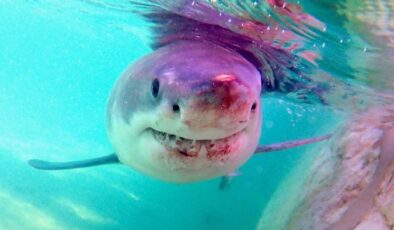 Köpekbalığı ağlarının (sahte) güvenliği sorgulanıyor