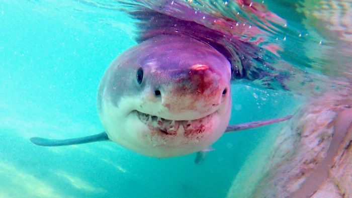 Köpekbalığı ağlarının (sahte) güvenliği sorgulanıyor