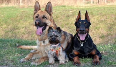 Avustralyalılar evcil köpeklerinden neden vazgeçiyor!