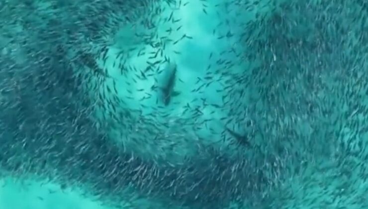 Avustralya kıyılarında  beslenen köpekbalıkları MUHTEŞEM MANZARA