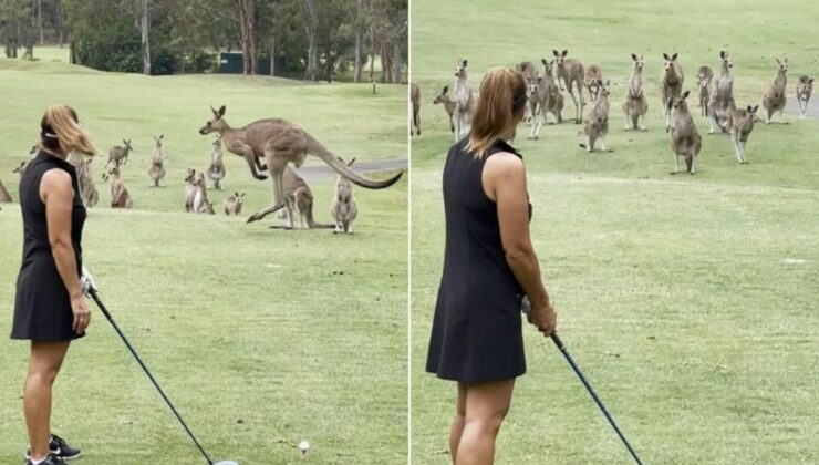 KANGURUNUN SALDIRISINA UĞRAYAN KADIN HASTANELİK OLDU