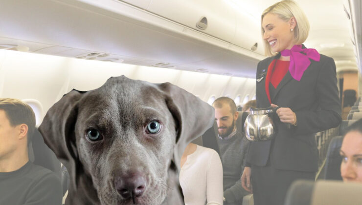 EVCİL HAYVANLAR UÇAK İÇİNE ALINSIN KARARI Hangi havayolları uygulamayacak!