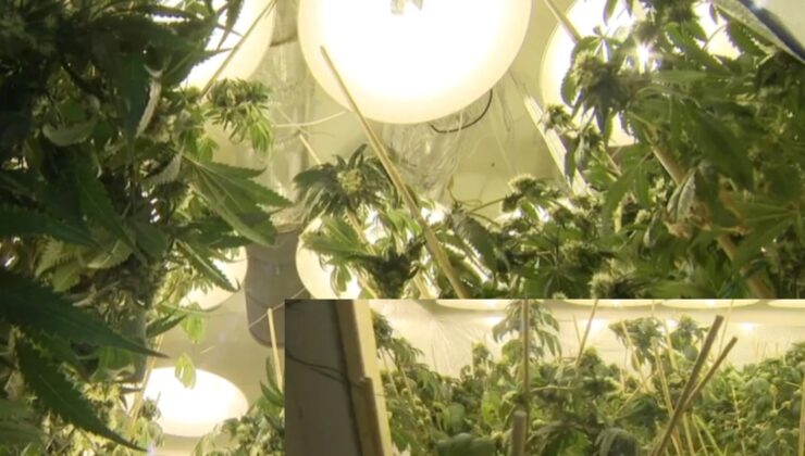 AUBURN’a komşu semtte KENEVİR BİTKİSİ yetiştiriciliği