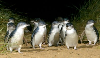 Victoria sahillerinde binlerce Penguen PAYTAK PAYTAK ADIMLAR