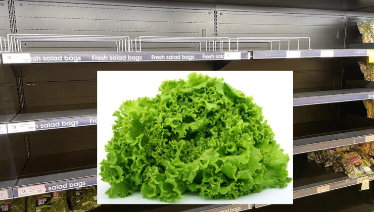 Neden marul kıtlığı var?Fiyatlar yakın zamanda düşecek mi?