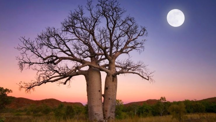 Avustralya’daki eşsiz 33 ağacın oylaması başladı