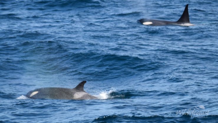Victoria’da ilk kez görülen katil balina