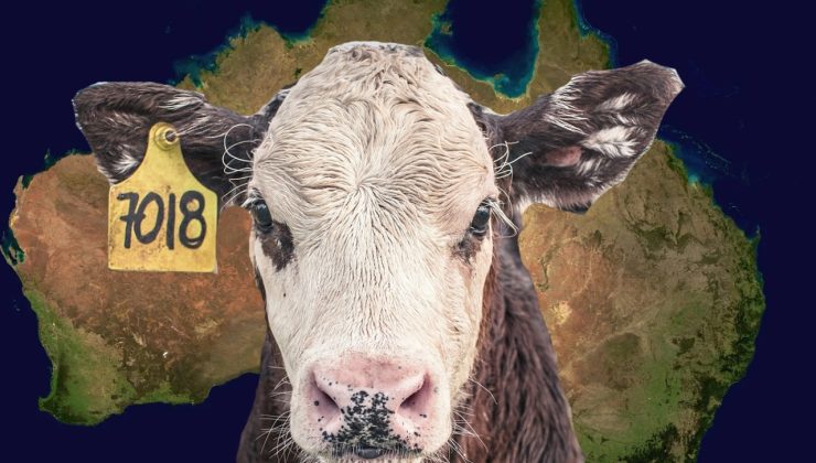 UYARI YAPILMIŞTI! Şap hastalığı Avustralya’da tespit edildi