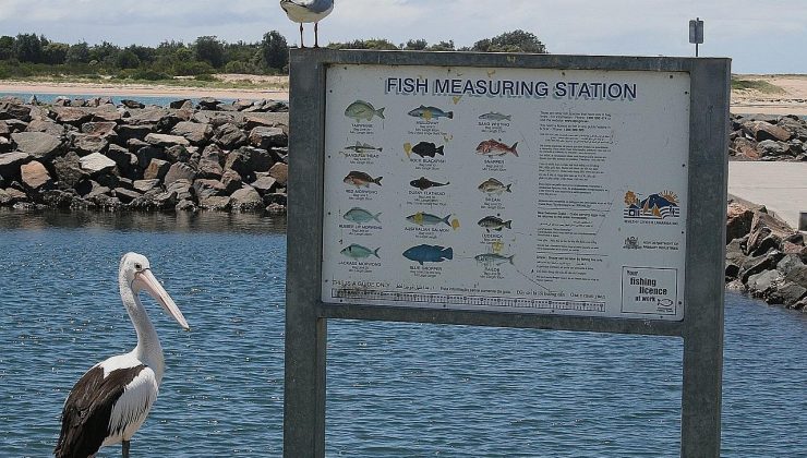 Avustralya’da yenen balıkların üçte ikisi israf ediliyor