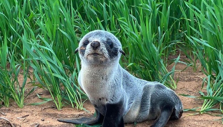 OKYANUS’TAN 3 KM İÇERİDE GÖRÜLDÜ Avustralyalı çiftçi şok oldu!