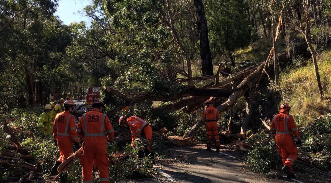 Melbourne dağları DEV AĞACIN ALTINDA KALDI