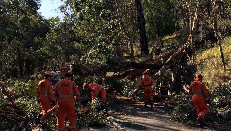 Melbourne dağları DEV AĞACIN ALTINDA KALDI