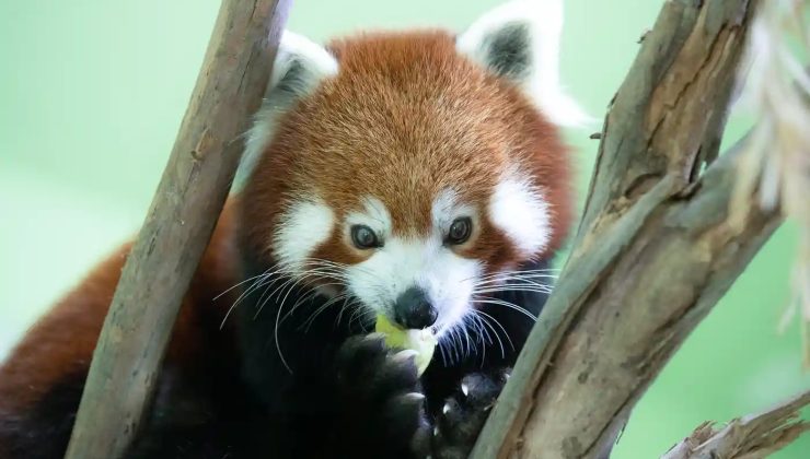 PANDA buraya kadar dedi ve   firar etti!