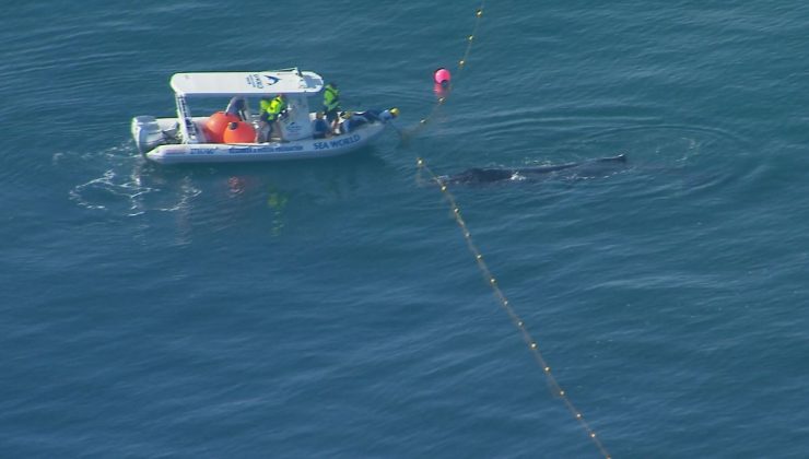 Ağlara takılan balina yavrusu