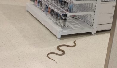 İstenmeyen müşteri Officeworks’te sürünürken yakalandı