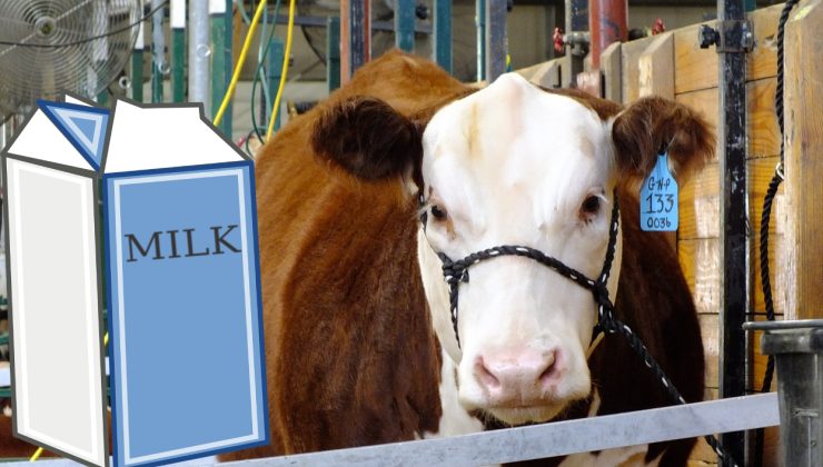 SÜT’E HAKLI ZAM YOLDA ‘Süt ve Avustralya’