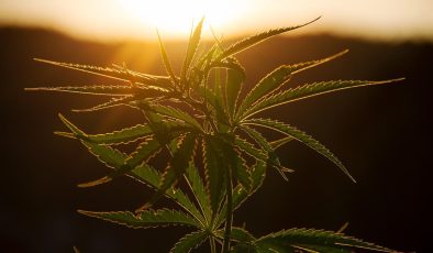 Melbourne’de yüzlerce kenevir bitkisi ele geçirildi