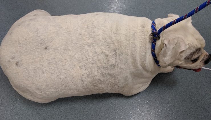 KÖPEĞİNİ OBEZ YAPANA CEZA YAĞDI ‘El konuldu’