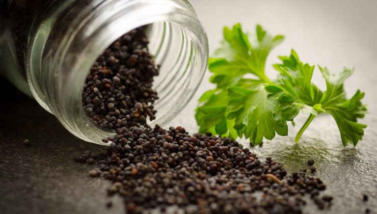 HAŞHAŞ ÇAYI İÇENLER DİKKAT!