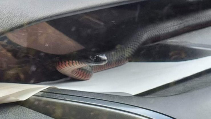 ARABANIZDAKİ MİSAFİR