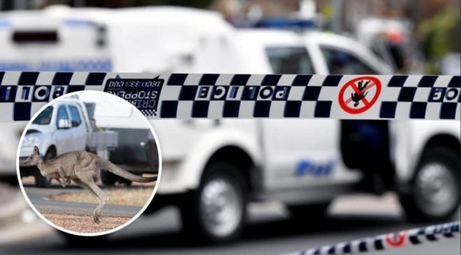Motosikletiyle kanguruya çarpan adam öldü