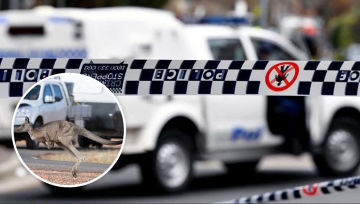 Motosikletiyle kanguruya çarpan adam öldü