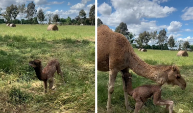 ANNE DEVEYİ “Çok ağlattılar” LÜTFEN GERİ GETİRİN