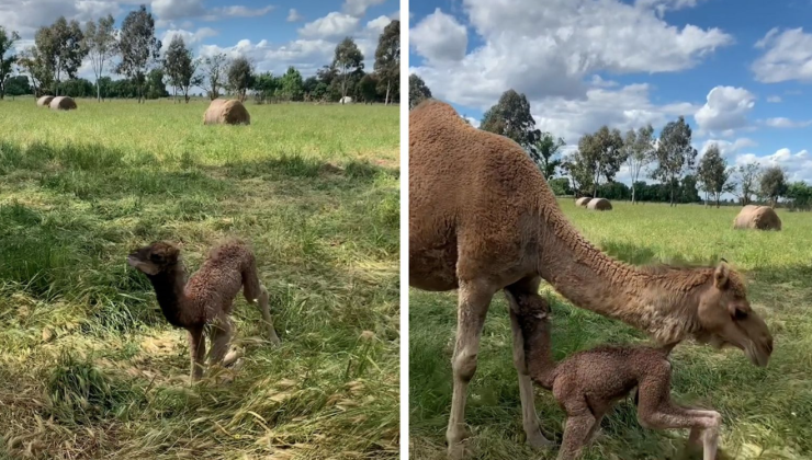 ANNE DEVEYİ “Çok ağlattılar” LÜTFEN GERİ GETİRİN