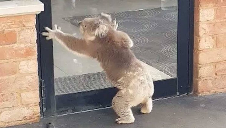 Koala taşra barına girmeye çalışıyor!