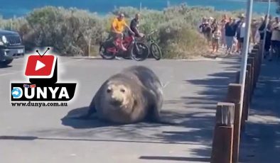 DENİZDEN ÇIKTI AYLAK AYLAK DOLANDI Polis olay yerine geldi