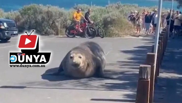DENİZDEN ÇIKTI AYLAK AYLAK DOLANDI Polis olay yerine geldi