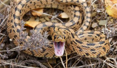 YILAN YİNE CAN ALDI! Mülkünde ısırılan kişi öldü