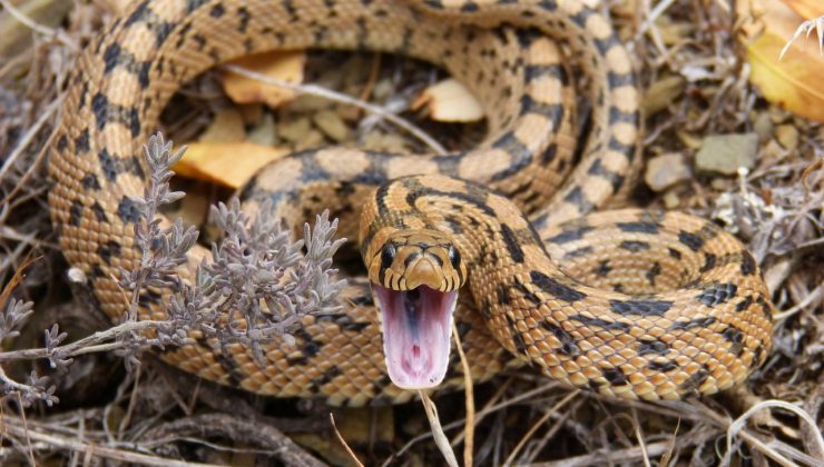 YILAN YİNE CAN ALDI! Mülkünde ısırılan kişi öldü