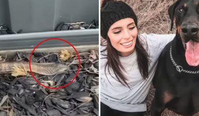 Greenvale’de görülen yılan bir köpeği öldürdü YILAN GÖRÜRSENİZ NE YAPMALISINIZ