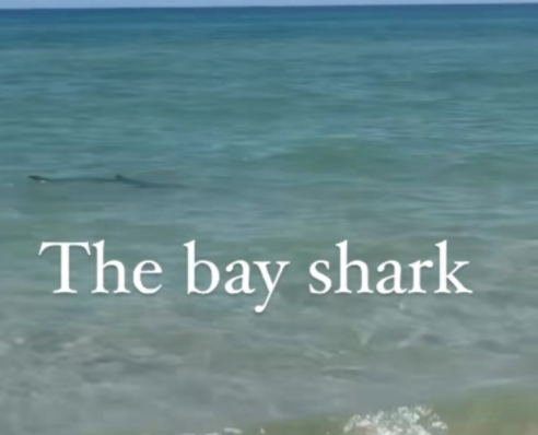 Melbourne sahilleri köpekbalığı nedeniyle boşaltıldı TIKLA VE İZLE