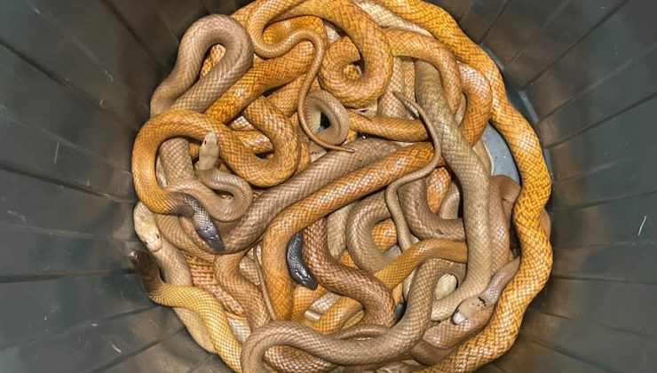 AVUSTRALYA’DA SIRADAN BİR GÜN Yılanlar her yerde