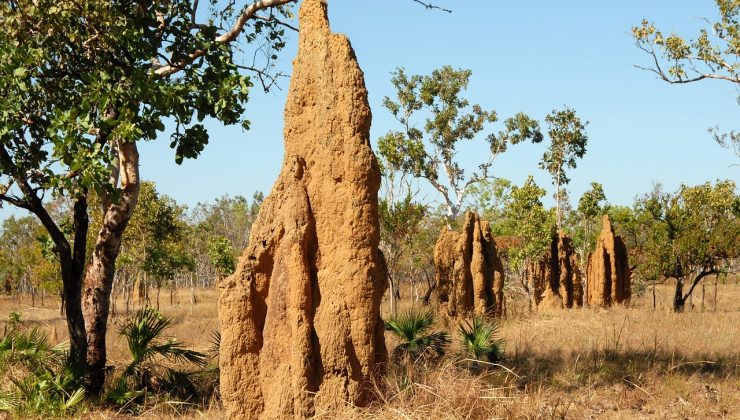 AVUSTRALYA HAKKINDA İLGİNÇ BİR BİLGİ