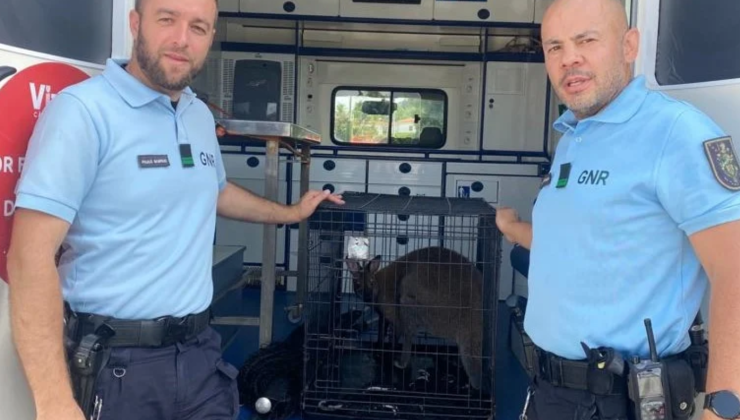 Portekiz sokaklarında görüntülenen Avustralya Kangurusu