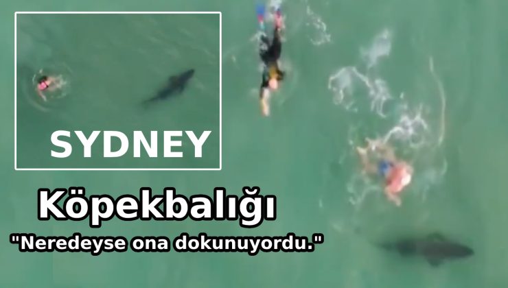 Bondi Beach’te köpekbalığı paniği!