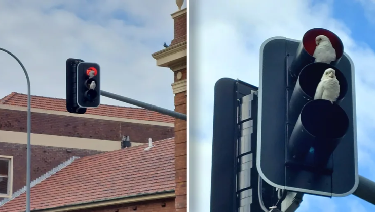 Avustralya’nın sağ sola yuva yapan garip kuşları