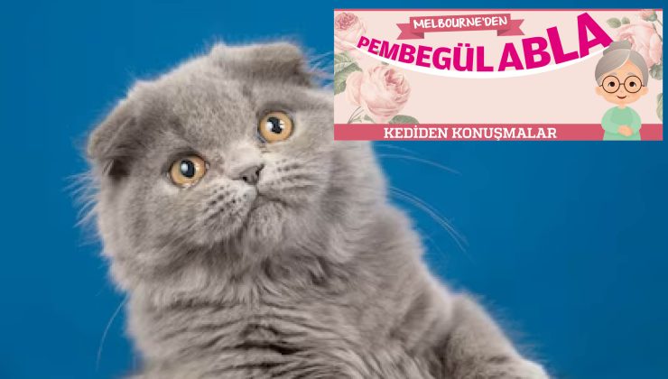 KEDİDEN KONUŞMALAR