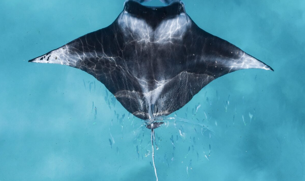 2023 Australian Geographic En iyi doğa fotoğrafları