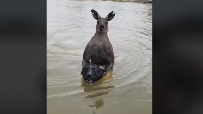 KÖPEĞİ BOĞAZLAYAN KANGURU VİRAL OLDU