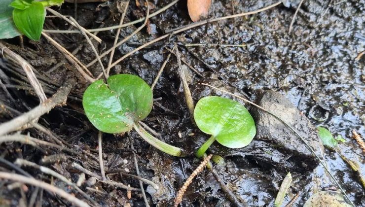 Bu Bitkiyi Satın Almanın Yasak Olduğunu Biliyor muydunuz!