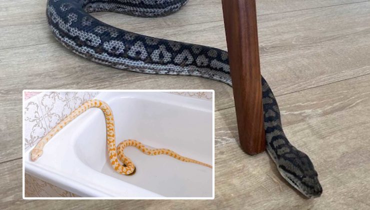 Kaybolan Evcil Piton Yılanları Bulundu