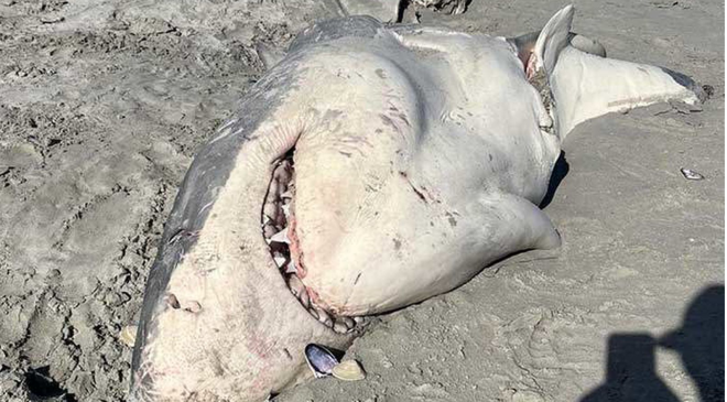 Avlanan bu sefer köpekbalığı oldu ! KİMİN SALDIRDIĞI BELLİ