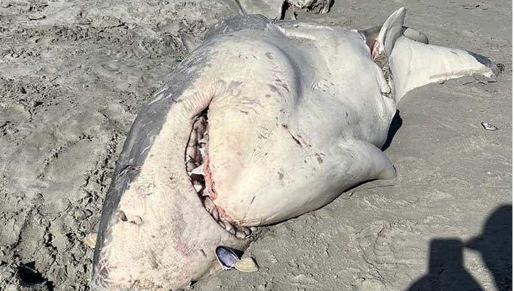 Avlanan bu sefer köpekbalığı oldu ! KİMİN SALDIRDIĞI BELLİ